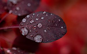 Preview wallpaper leaf, drops, macro, plant, water
