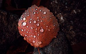 Preview wallpaper leaf, drops, macro, water, brown