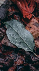 Preview wallpaper leaf, drops, macro, wet, green, brown