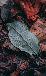 Preview wallpaper leaf, drops, macro, wet, green, brown