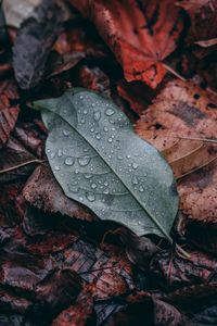 Preview wallpaper leaf, drops, macro, wet, green, brown