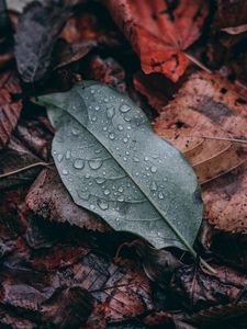 Preview wallpaper leaf, drops, macro, wet, green, brown