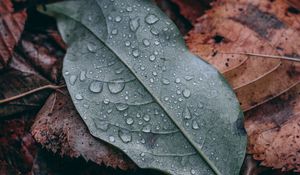 Preview wallpaper leaf, drops, macro, wet, green, brown