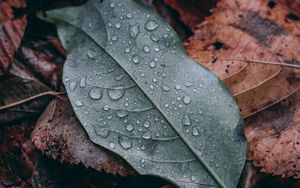 Preview wallpaper leaf, drops, macro, wet, green, brown