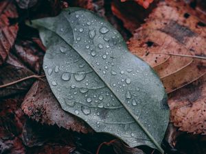 Preview wallpaper leaf, drops, macro, wet, green, brown