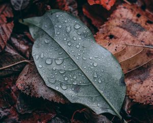 Preview wallpaper leaf, drops, macro, wet, green, brown