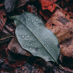 Preview wallpaper leaf, drops, macro, wet, green, brown