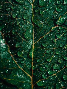 Preview wallpaper leaf, drops, macro, surface, green, wet