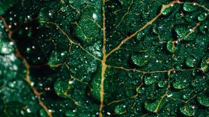 Preview wallpaper leaf, drops, macro, surface, green, wet