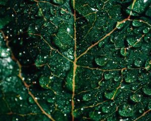 Preview wallpaper leaf, drops, macro, surface, green, wet