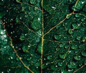 Preview wallpaper leaf, drops, macro, surface, green, wet