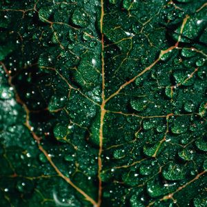 Preview wallpaper leaf, drops, macro, surface, green, wet