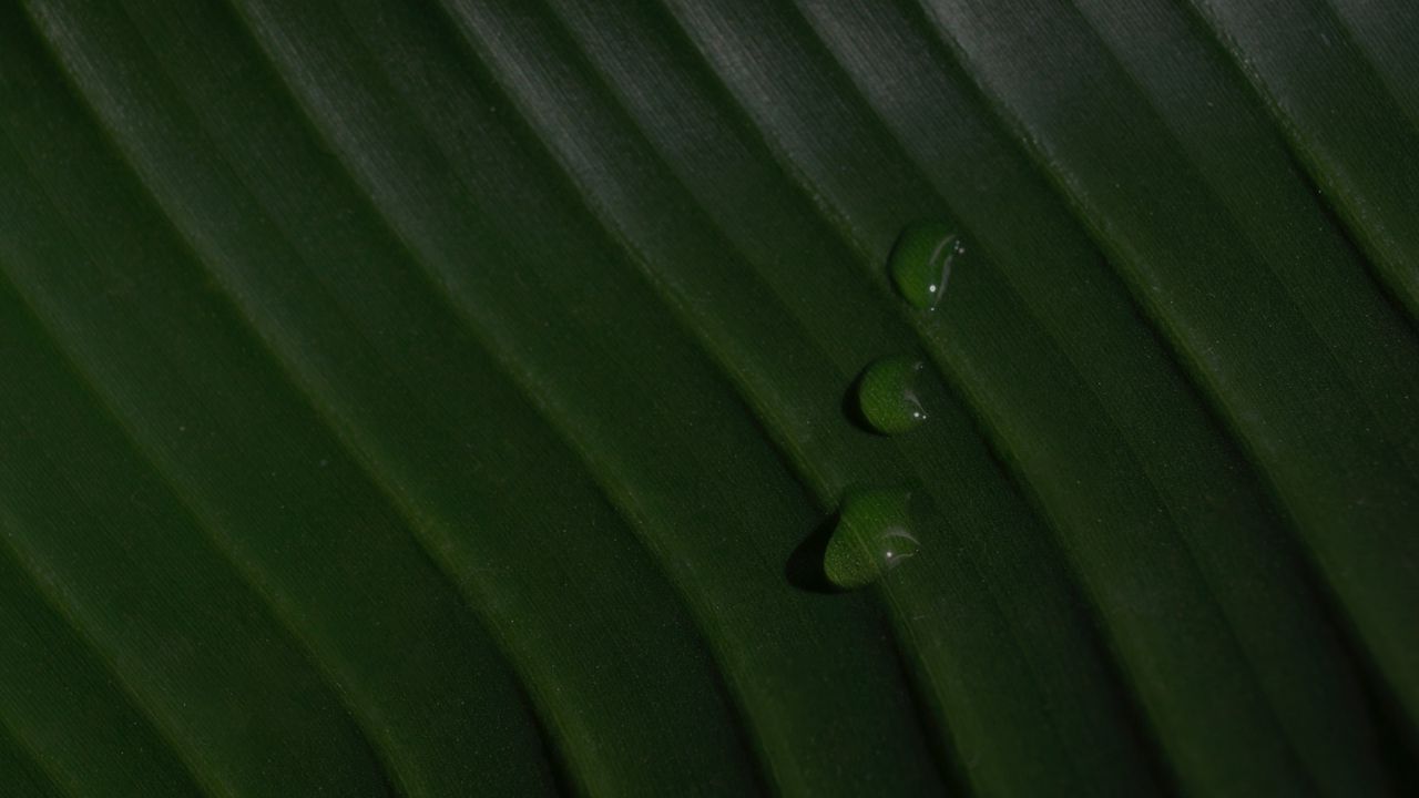 Wallpaper leaf, drops, macro, green, surface