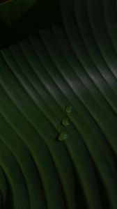 Preview wallpaper leaf, drops, macro, green, surface