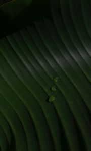 Preview wallpaper leaf, drops, macro, green, surface