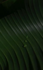 Preview wallpaper leaf, drops, macro, green, surface