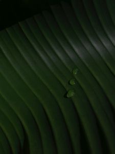 Preview wallpaper leaf, drops, macro, green, surface