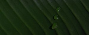 Preview wallpaper leaf, drops, macro, green, surface