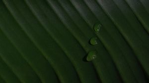 Preview wallpaper leaf, drops, macro, green, surface