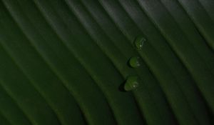 Preview wallpaper leaf, drops, macro, green, surface