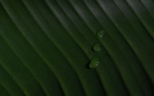 Preview wallpaper leaf, drops, macro, green, surface