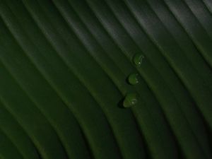 Preview wallpaper leaf, drops, macro, green, surface