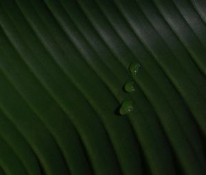 Preview wallpaper leaf, drops, macro, green, surface