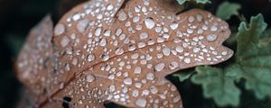 Preview wallpaper leaf, drops, macro, brown, wet