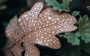 Preview wallpaper leaf, drops, macro, brown, wet