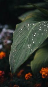 Preview wallpaper leaf, drops, macro, plant, green