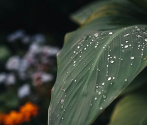 Preview wallpaper leaf, drops, macro, plant, green