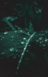 Preview wallpaper leaf, drops, macro, plant, wet