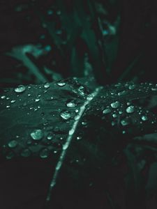 Preview wallpaper leaf, drops, macro, plant, wet