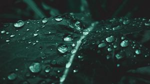 Preview wallpaper leaf, drops, macro, plant, wet