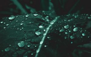 Preview wallpaper leaf, drops, macro, plant, wet