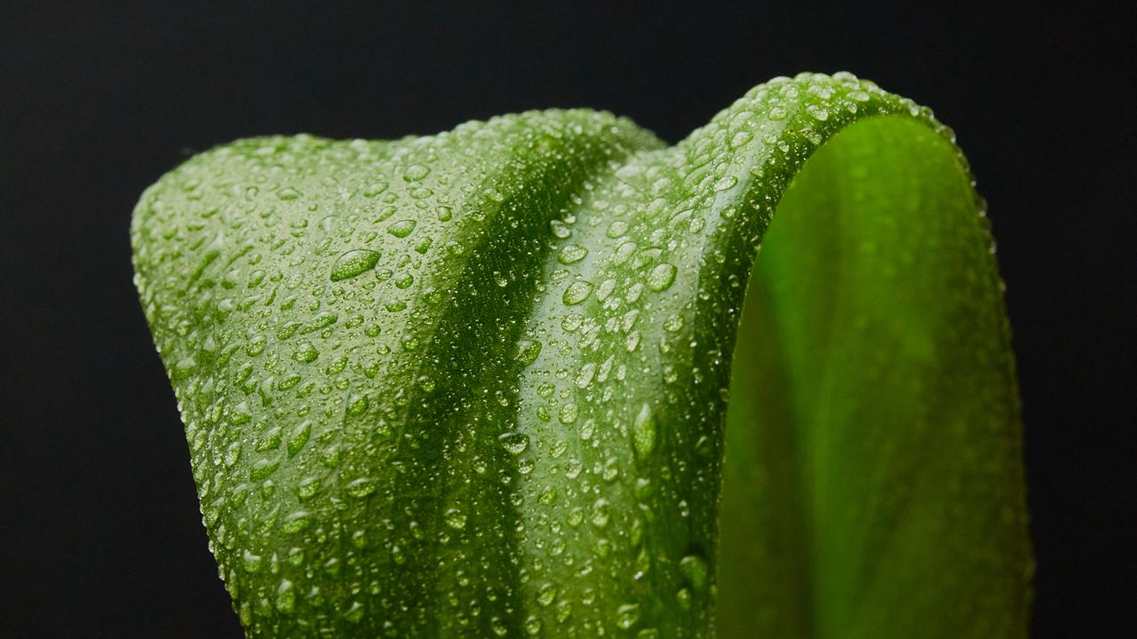 Wallpaper leaf, drops, macro, wet, green