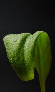 Preview wallpaper leaf, drops, macro, wet, green