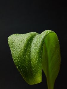 Preview wallpaper leaf, drops, macro, wet, green