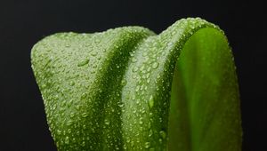 Preview wallpaper leaf, drops, macro, wet, green