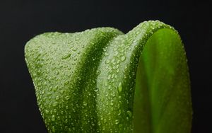 Preview wallpaper leaf, drops, macro, wet, green