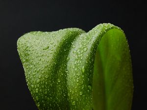 Preview wallpaper leaf, drops, macro, wet, green