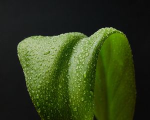 Preview wallpaper leaf, drops, macro, wet, green