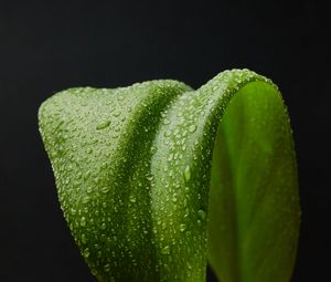 Preview wallpaper leaf, drops, macro, wet, green