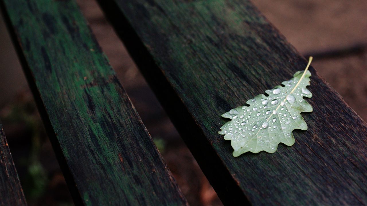 Wallpaper leaf, drops, macro, wet, autumn