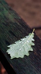 Preview wallpaper leaf, drops, macro, wet, autumn