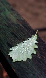 Preview wallpaper leaf, drops, macro, wet, autumn