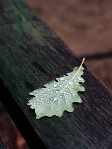 Preview wallpaper leaf, drops, macro, wet, autumn