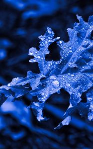 Preview wallpaper leaf, drops, macro, blue