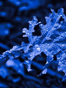 Preview wallpaper leaf, drops, macro, blue