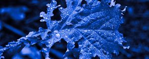 Preview wallpaper leaf, drops, macro, blue